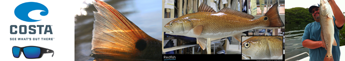 Fish of the month